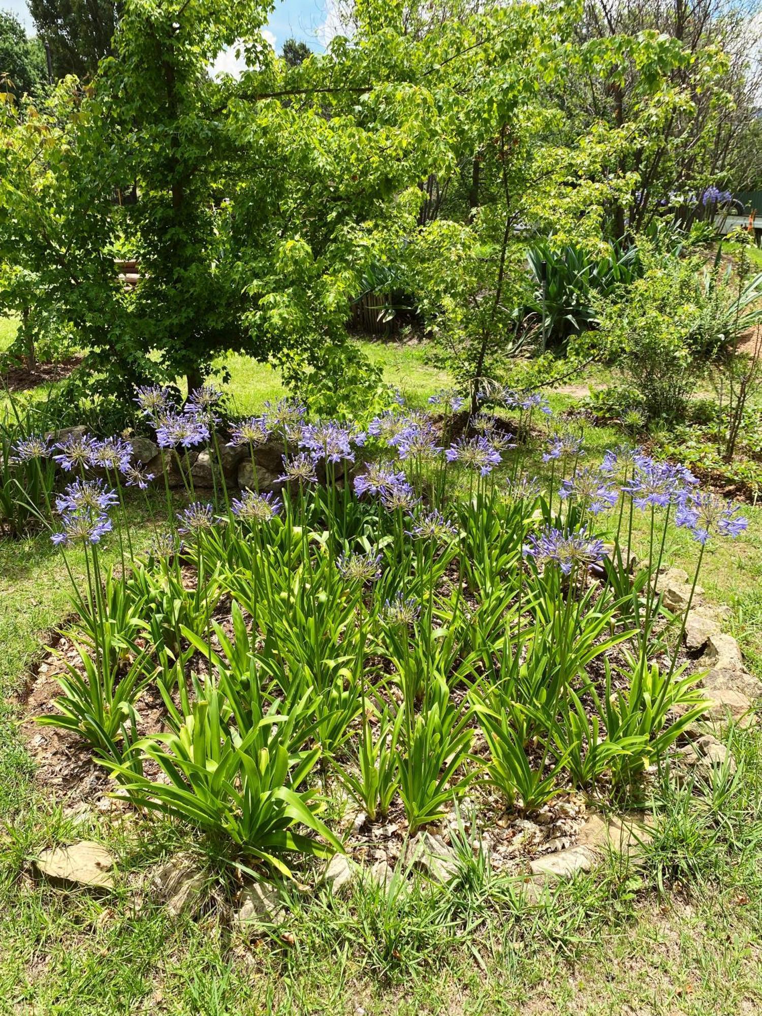 Collett House And Lavender Cottage Clarens Buitenkant foto